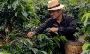 Bio, commerce équitable et al. : focus sur les cafés labellisés